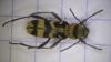 Chlorophorus varius